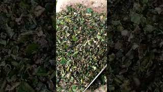 Download lagu Kulit Pisang, Pakan Ayam Murah #berkebunpekarangan #peternakanunggas #dietayam mp3