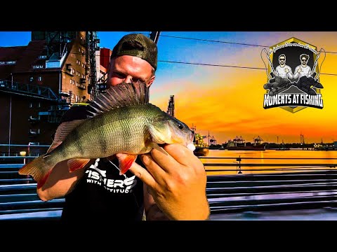 Streetfishing in Hamburg 🔥 Dicker Barsch steht im Schatten ‼️
