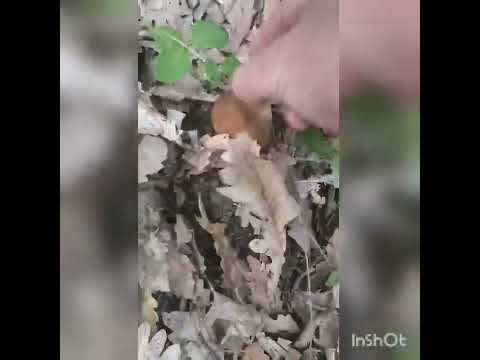 boletus-amanita ,vrganji i blagve 2 jun 2022