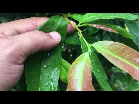 Những lưu ý trước khi tạo nụ cho cây mai vàng miền Bắc