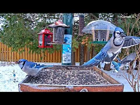 Beautiful Blue Jays Take Turns At The Feeder Tray In Ontario – Nov. 15, 2022