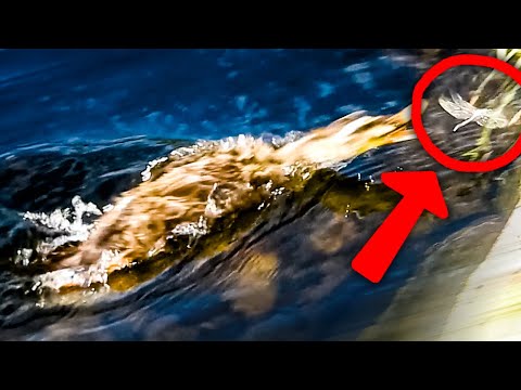 Von Vögeln gefressene Insekten. viele Entenküken, die verwaist und verloren sind. Vogelbeobachtung