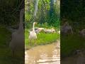 Dog drinks water looking goose