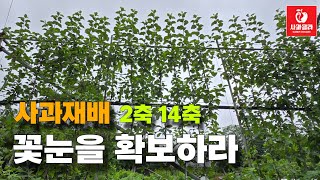 [사과재배] 농가사례/측지 만들기와 꽃눈 형성/탄저병 사라진 이유/이제택 과원