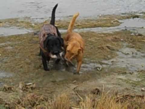 duck hunting team work