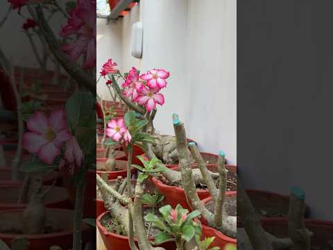 Adenium pruning | voiceover 🎙️ #jishnuuthaman #garden #keralagarden #gardening #flowers #adenium