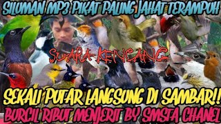 Download lagu Ngerih Suara Pikat Burcil Paling Ampuh bikin habis... mp3