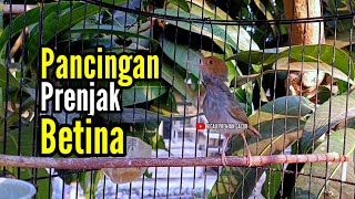 Download lagu PRENJAK BETINA ( Pancingan Prenjak Betina Gacor cocok untuk mancing prenjak bahan biar mau bunyi ) mp3