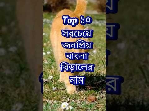 Top 10 Most Popular Cat Names in Bengali 😸 #cat #top10 #catshorts