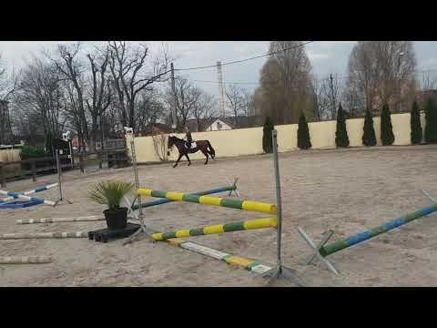 4yo gelding by Coupie x Celano - first jumping