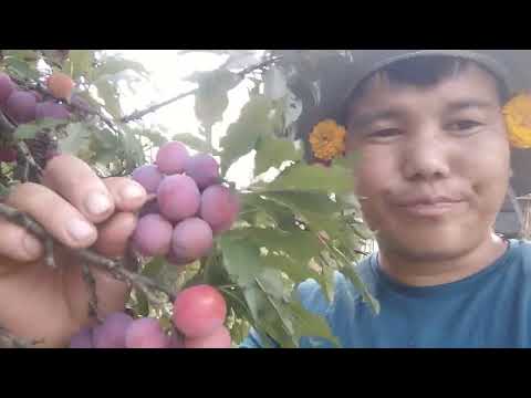 apalam fruit 🍑 🍑 🍑🍑 mukbang eating @bakyubellaivlog