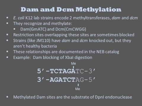 Methyltransferases