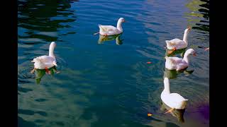 David Garrett - Swan Lake Theme