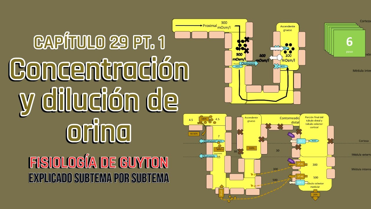 CAP 29 (1/2): concentración y dilución de orina l Fisiología de Guyton