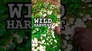 How to Harvest Wild Mushrooms Safely | Foraging Tips for Beginners 🍄 #shorts