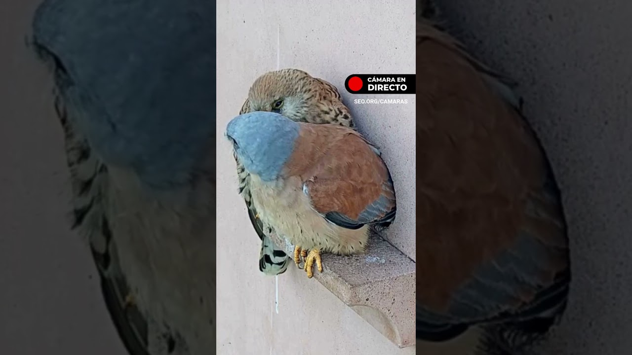 Aquí, descansando