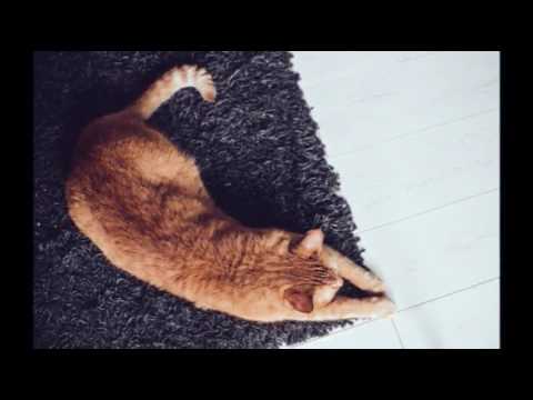 Care for Cats - Loss of Balance Unbalanced Gait in Cats - Cat Tips | Cat Care Tips