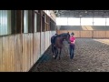 Work-in-hand lateral basics in trot: shoulder-in, travers, renvers