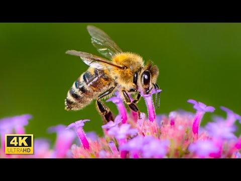Honey Bees In 4K Ultra HD - Bee Hives - 4K Honey Firm Video - Relaxing Music