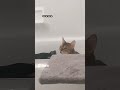 Grey Tabby Cat Wicked Thoughts Shorts