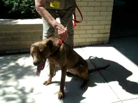 Melvina-Available at the Humane Society of Missouri