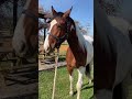 Très belle jument  2 ans SF 