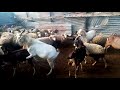Goat Mating And Fighting