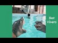 Shark Puppet Funny Instagram Videos NEW Shark Puppet Vines Best Viners 2020