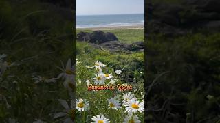 Floral Radiance: Summer's Embrace at Daisy Fields