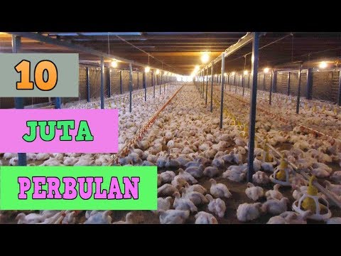, title : 'Ternak Ayam Potong Broiler Cara Serta Analisa Lengkap Per 1000 Ekor'