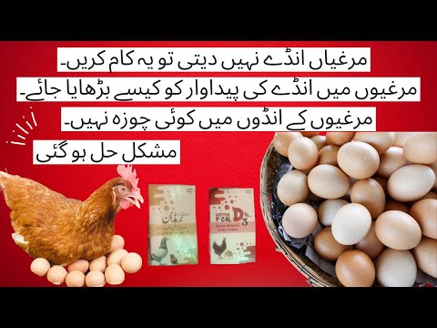 , title : 'Are chickens not laying eggs? | Apply These 5 Secret Techniques To Improve Chickens egg production'
