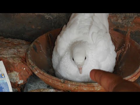 Mother Pigeon Protecting Eggs For Human Touch | Kagzi Pigeon