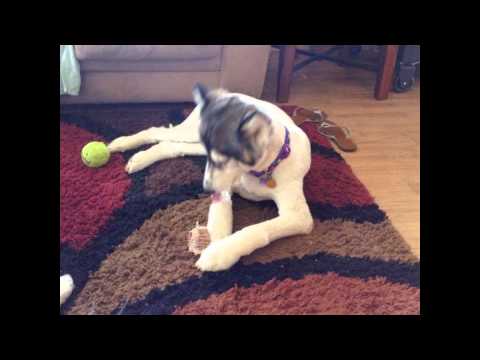 Help revise the Michigan State 1919 Dog Kill Law