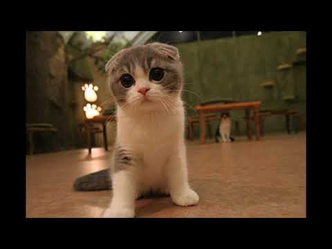 Scottish Fold  - Breed and Health Issues