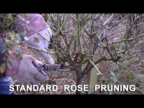 download lagu mp3 mp4 Standard Roses, download lagu Standard Roses gratis, unduh video klip Standard Roses