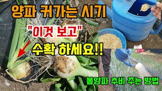 양파 수확시기는 이때 가장 많이 큽니다 이것 보고 수확하세요 봄양파 추비 물주는 방법 #양파수확시기 #양파추…