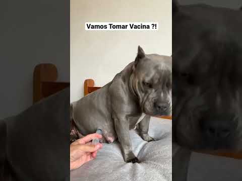Vamos Tomar Vacina?! 😆 #maoriblue #dog #pet