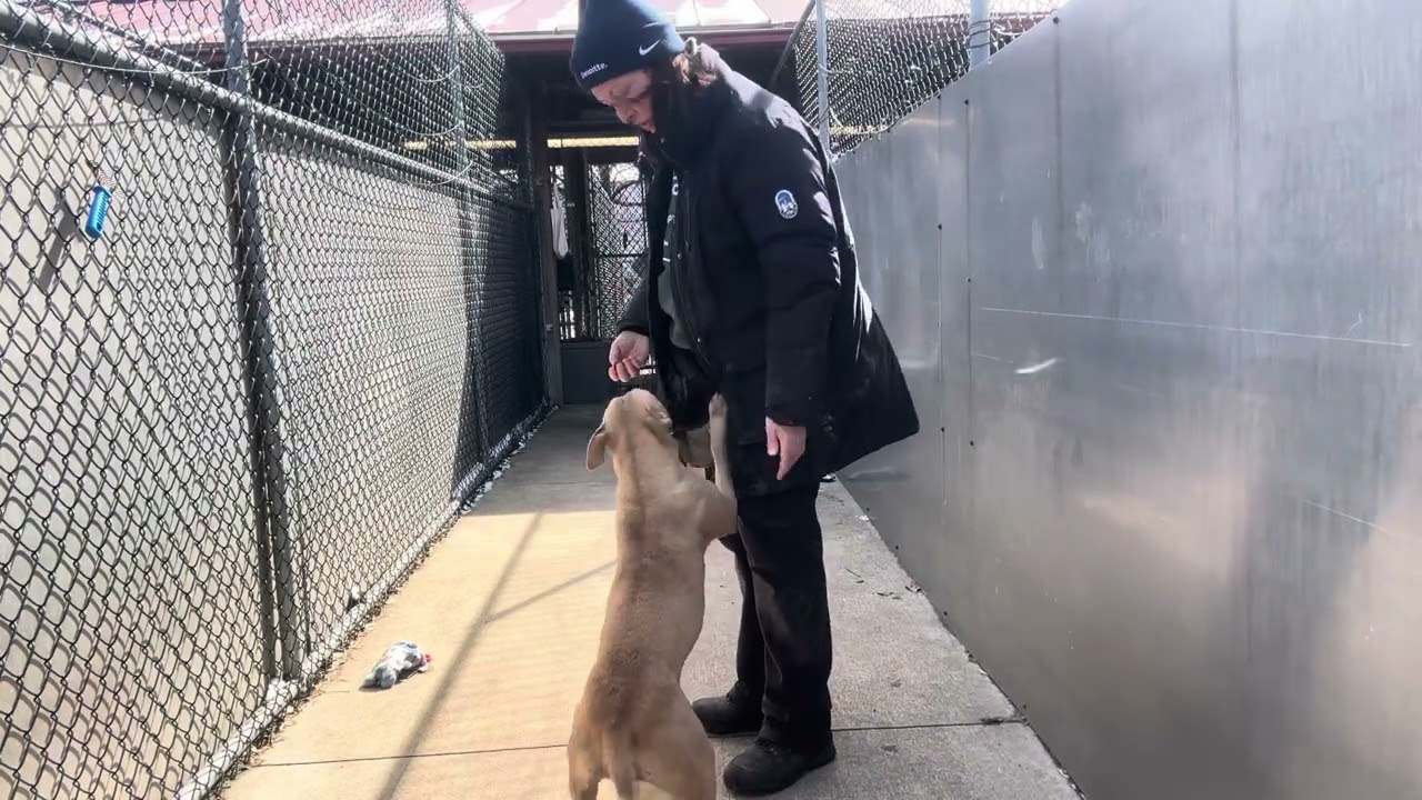 Enlarge Waterford, a ADOPTABLE Pit Bull Terrier in Chicago, IL video 5/5