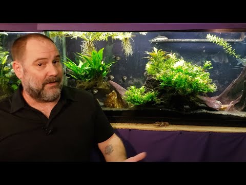 Bacterial Blooms And Cloudy Water: I Was Wrong!