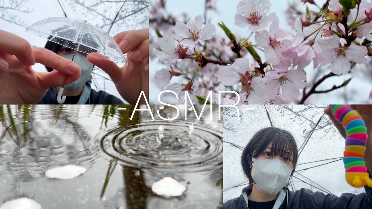 【癒しの雨×桜】傘の下でこっそりASMR🌸☔️