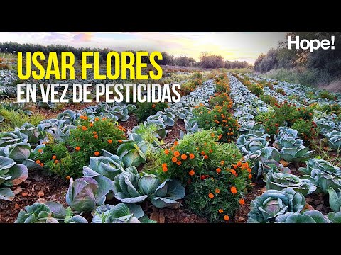 Fotograma del vídeo: Usar flores en vez de pesticidas