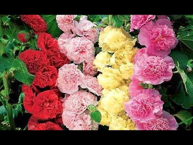 РАССАДА ШТОК РОЗЫ