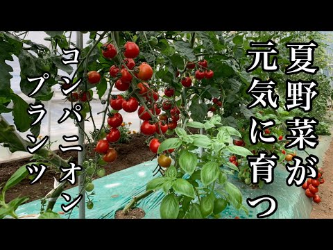 なぜマリーゴールドを菜園に植えるのですか？いつ、どのように行うのですか?  庭園