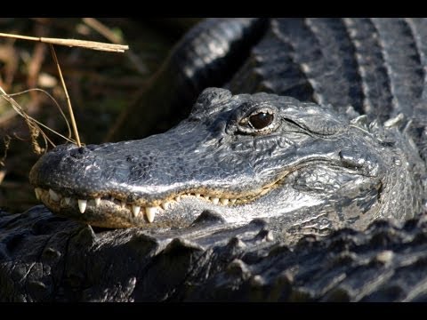 Animals of the Everglades