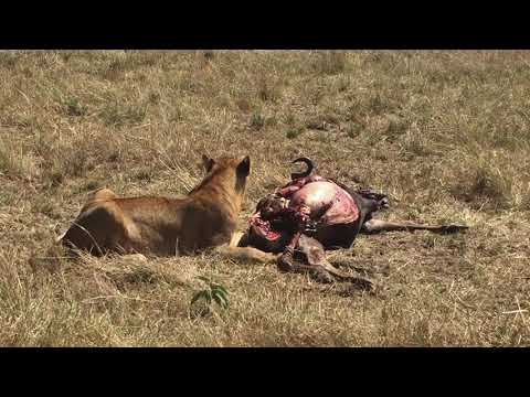 Bush breakfast