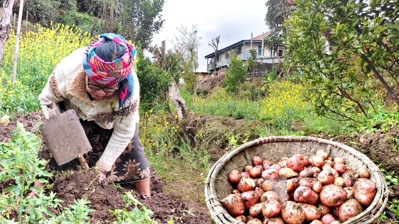 आलु उत्पादन