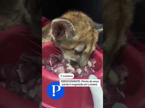 Filhote de onça foi resgata em Luiziana #paraná #noticias