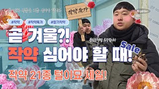 한 번 사면 세 번 좋은 것은? JB 가든센터 작약! | ~12월 14일까지 세일 진행 중~ 지금 심어야 개…