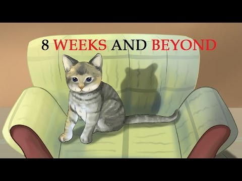How to Take Care of Kittens | Taking Care of an Adopted Kitten (8 Weeks and Beyond)