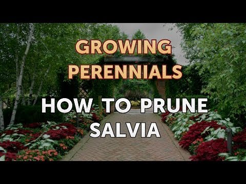 Can I Propagate a Peony From a Cutting